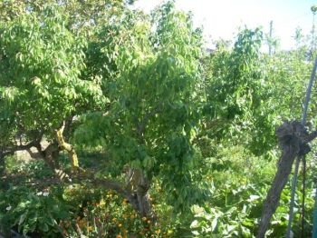 Alqulo casita de campo en Benissa
