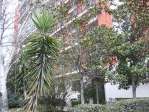 Castellana mismo