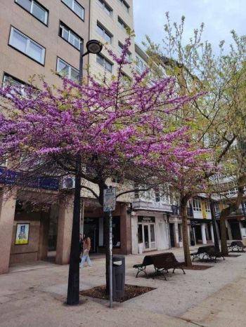 Imagen Piso en Alquiler en Centro - C/ San Andrés